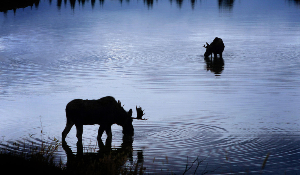 Лоси на водопое