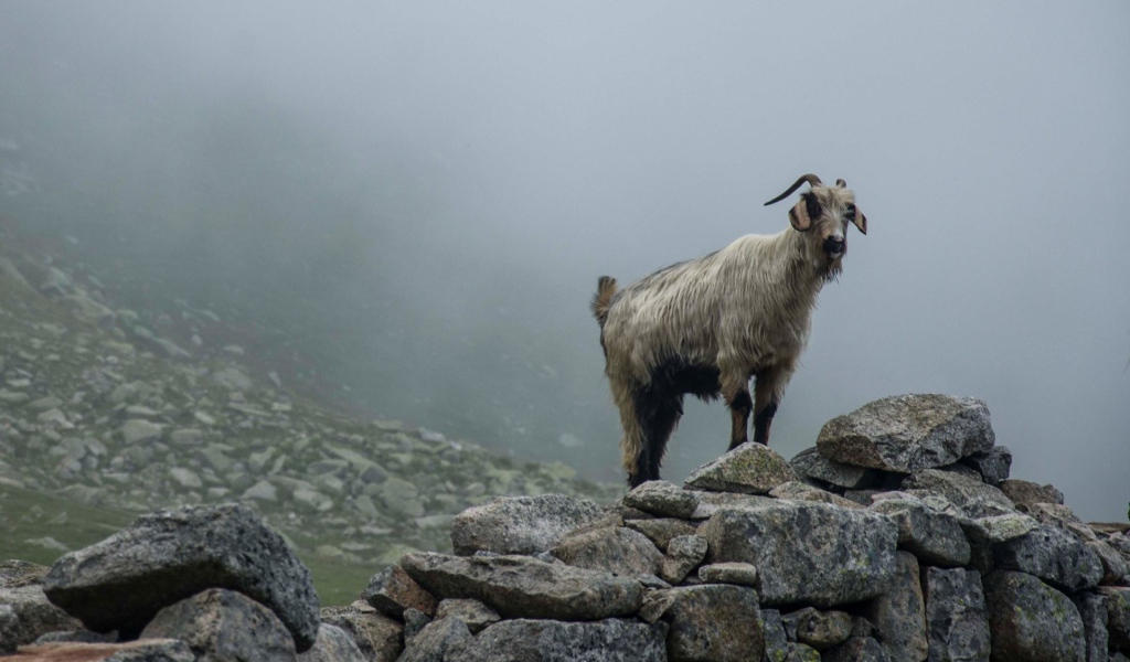 Горный козел стоит на камнях