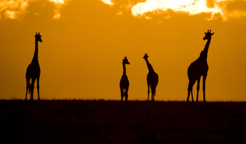 Силуэты жирафов
