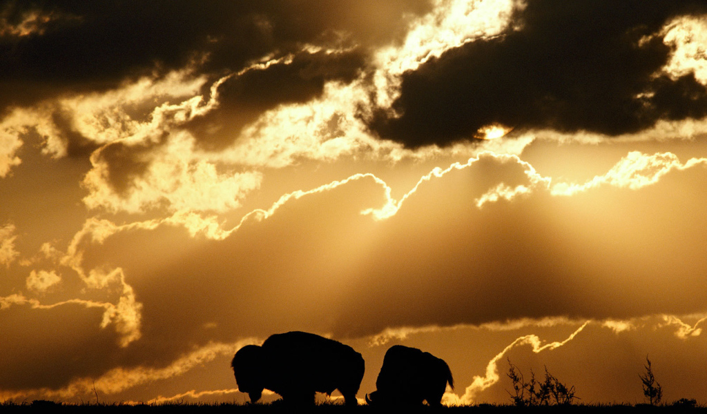 Силуэты бизонов на закате