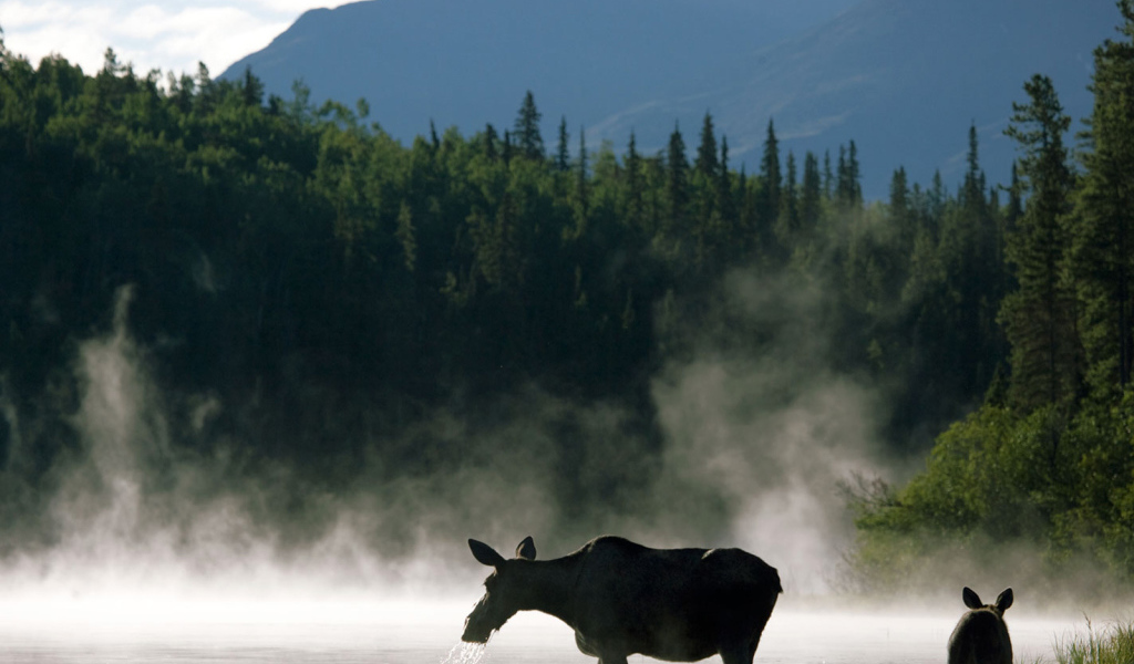 Лосиха с теленком