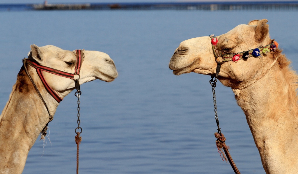 Два верблюда на фоне воды