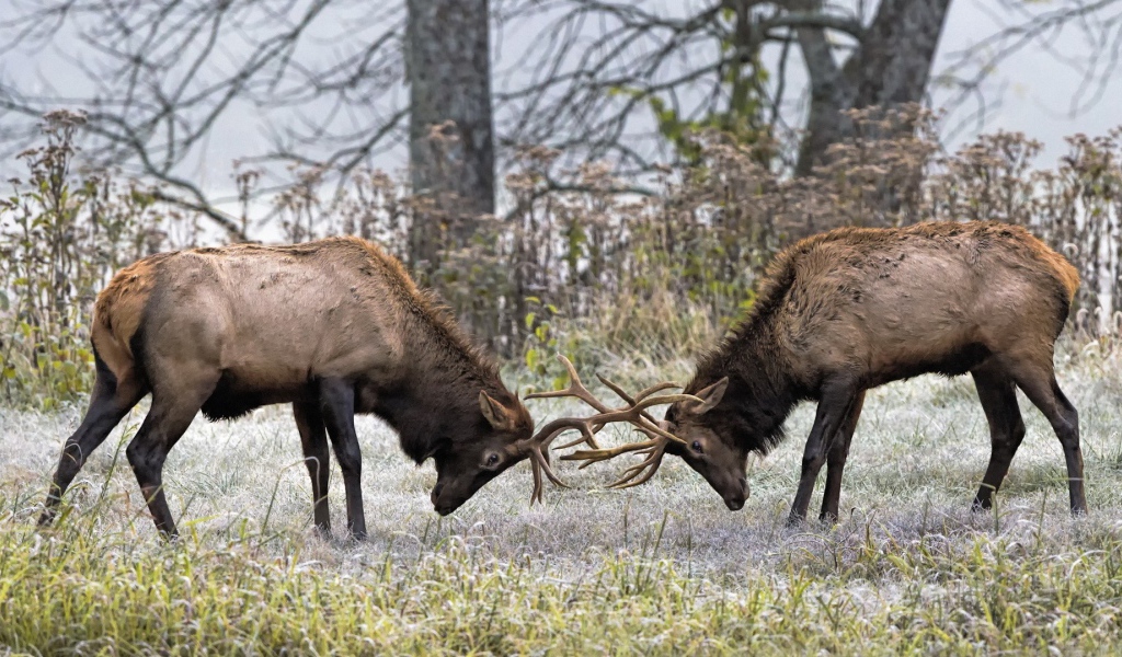 Два оленя бодаются