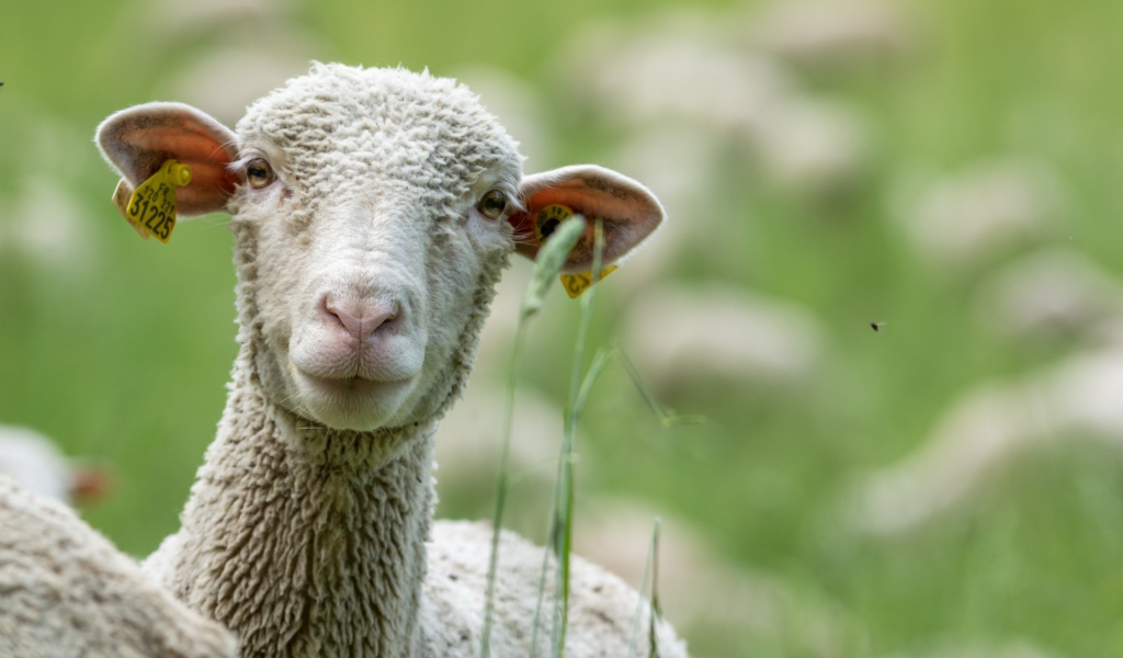 Белая овца в траве