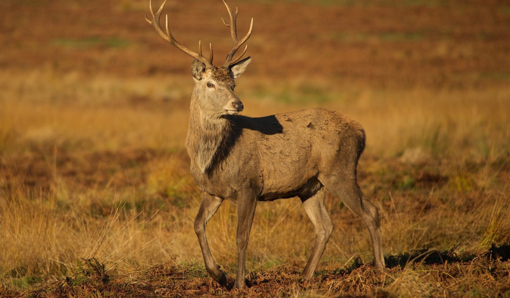 Молодой олень на коричневой земле