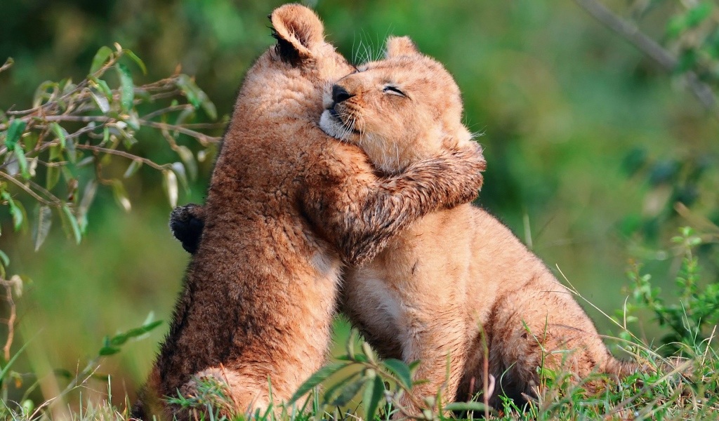 Пара милых львят