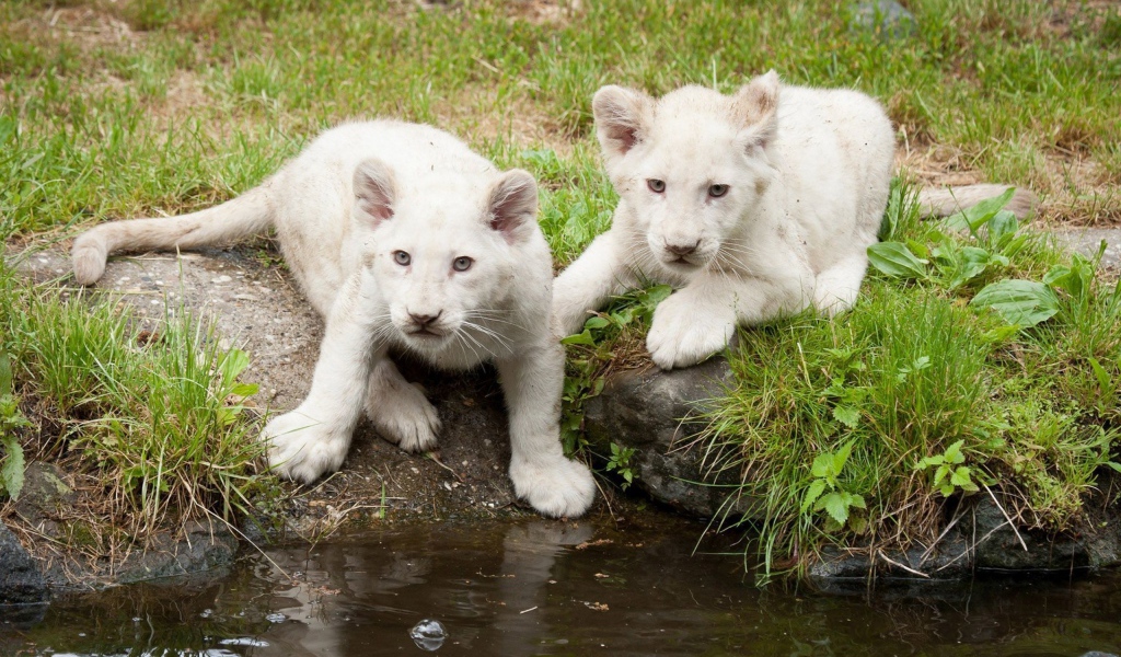 Львята альбиносы на водопое