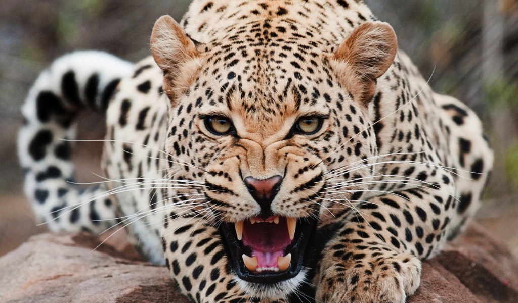 Злой ягуар смотрит в кадр