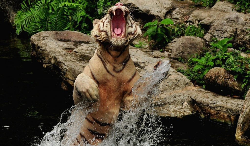 Злой тигр выпрыгнул из воды