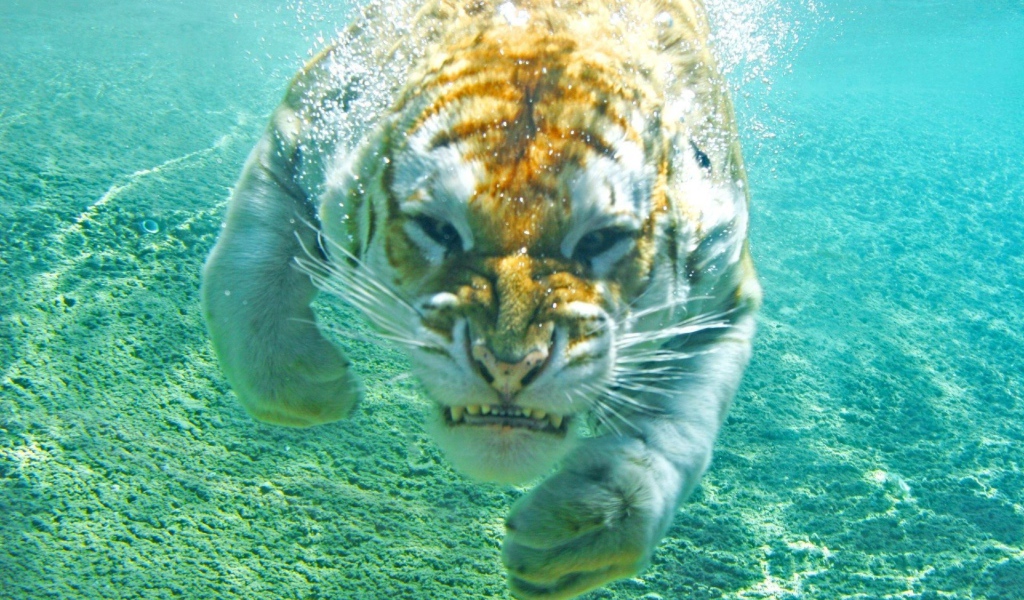 Злой тигр под водой