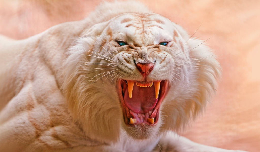 Злой белый тигр