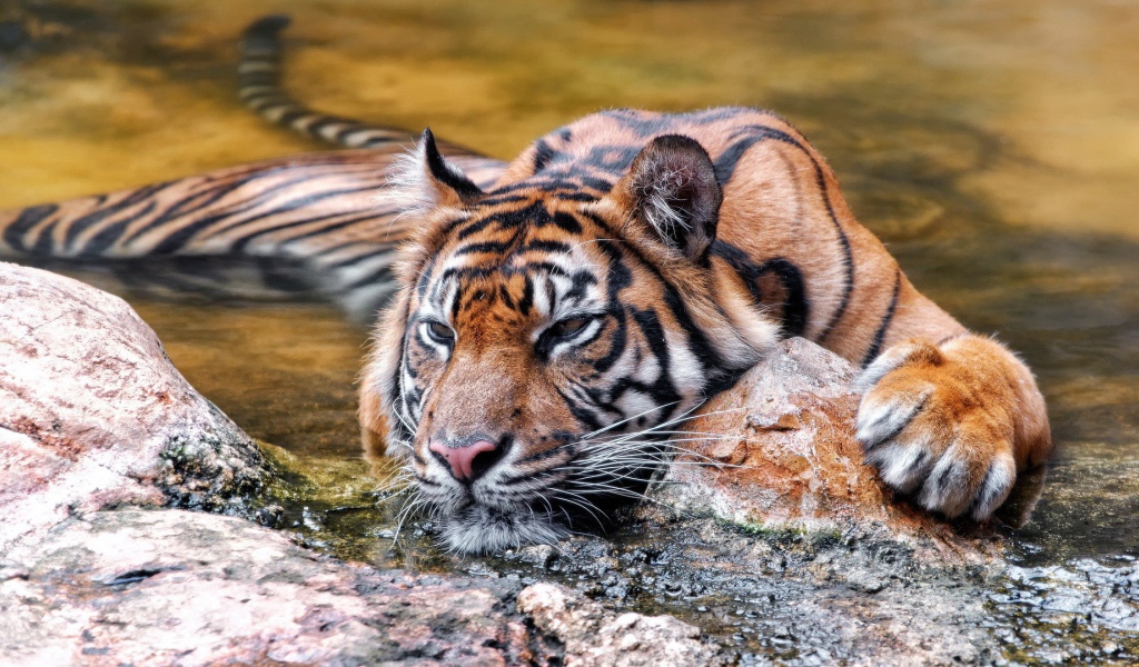 Красивый плавающий тигр