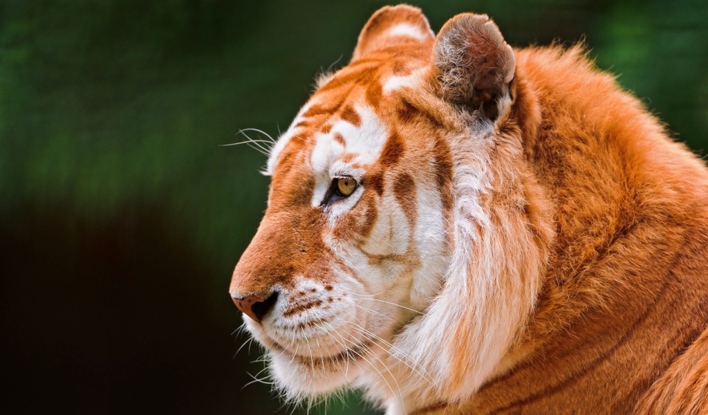 Красивый золотой тигр