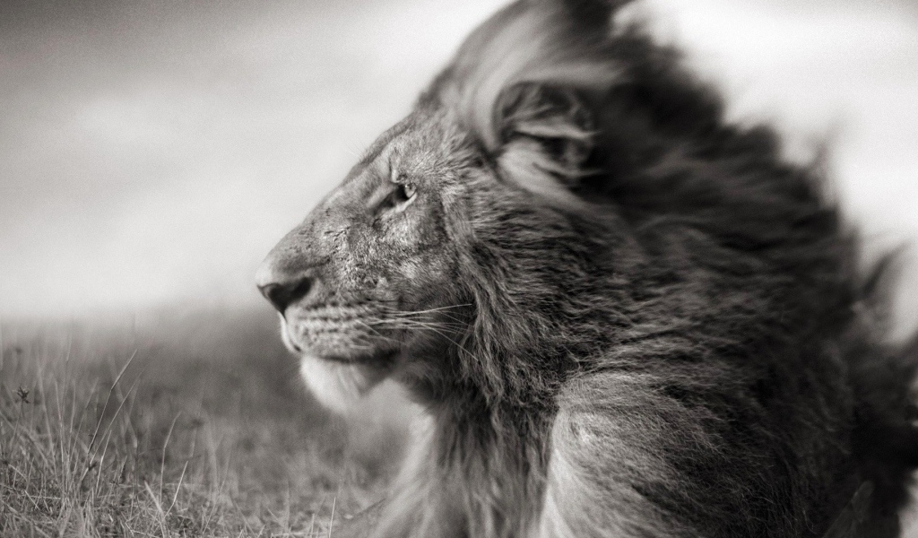 Черно белое фото льва