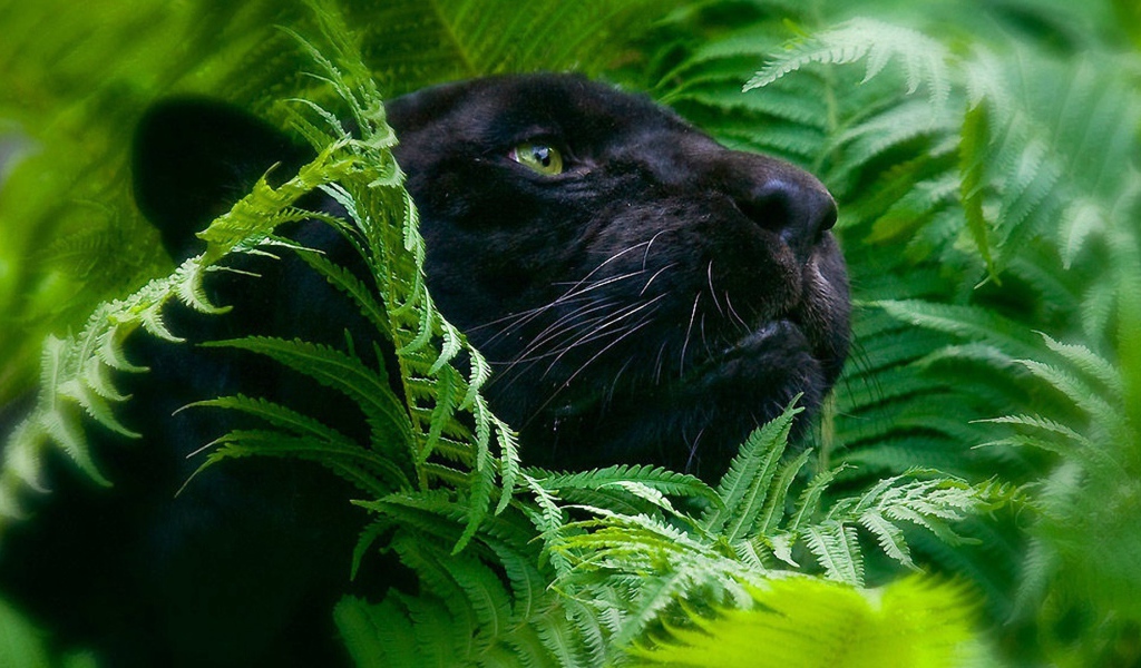 Черная пантера в зеленых зарослях