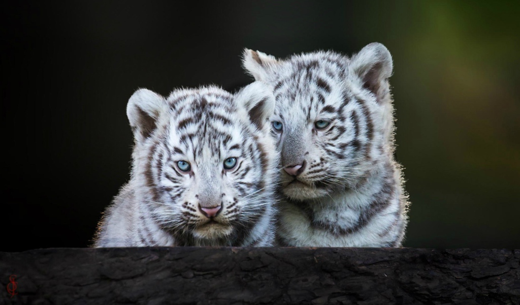 Голубоглазые белые тигрята