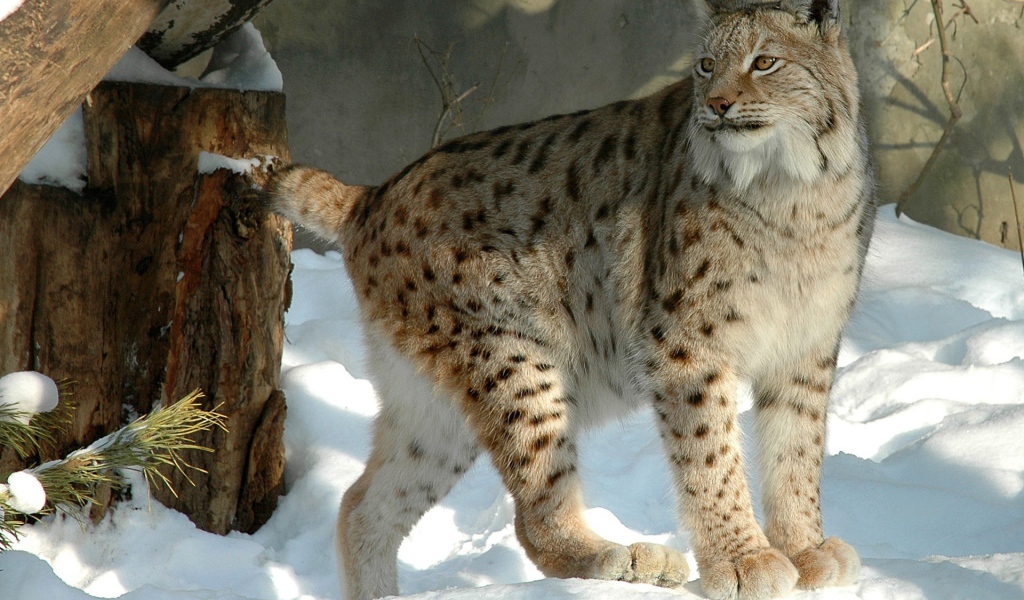 Куцехвостый снежный барс