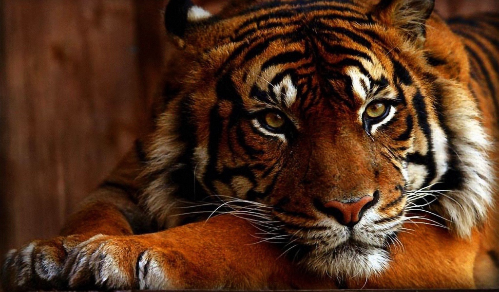 Яркое фото тигра