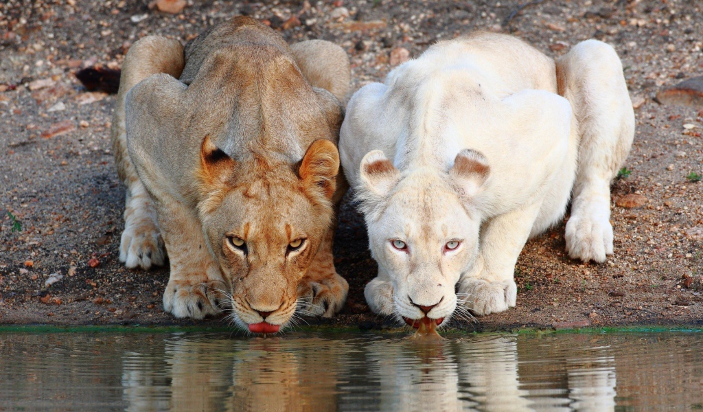 Коричневая и белая львицы на водопое