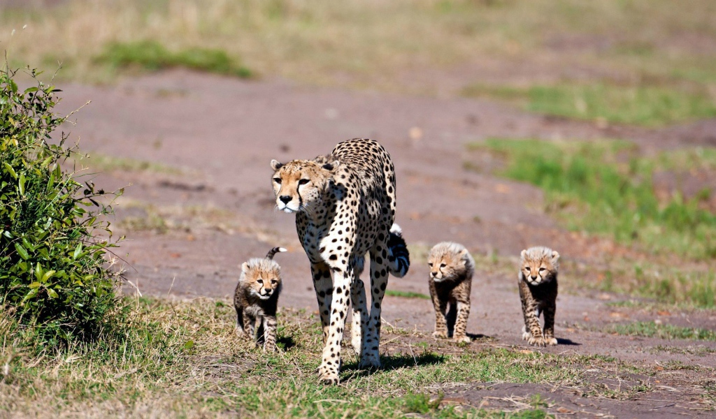 Мама гепард с котятами