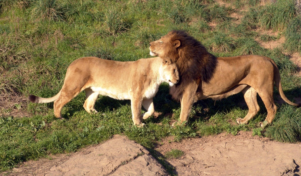 Милая семейная пара львов