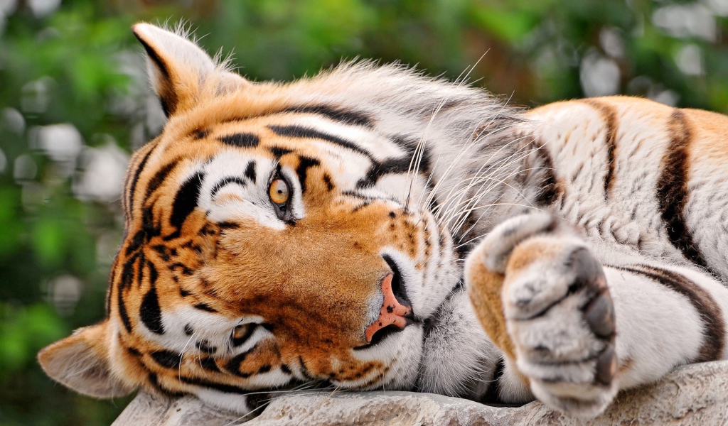 Милый тигр лежит на боку