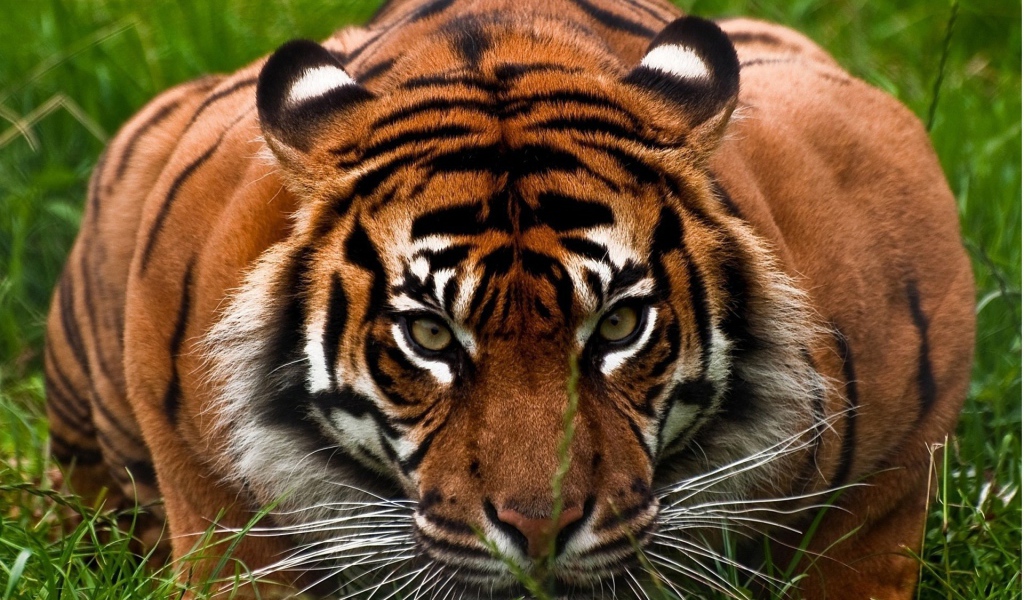 Опытный охотник тигр