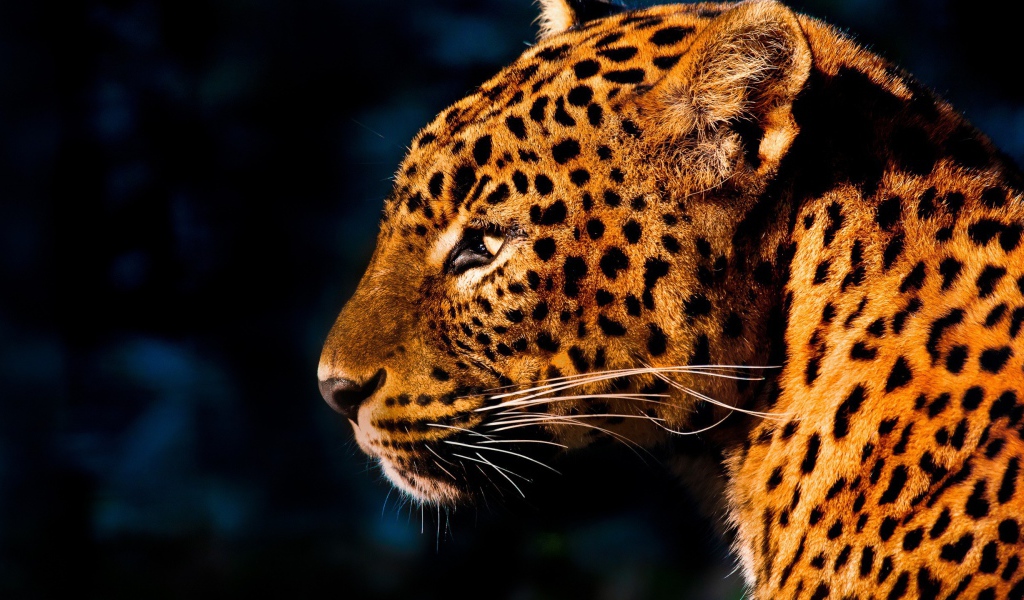 Огненно рыжий леопард