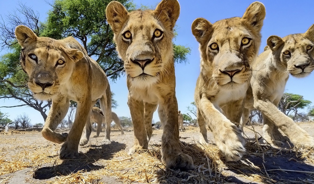 Четыре молодых льва в Африке