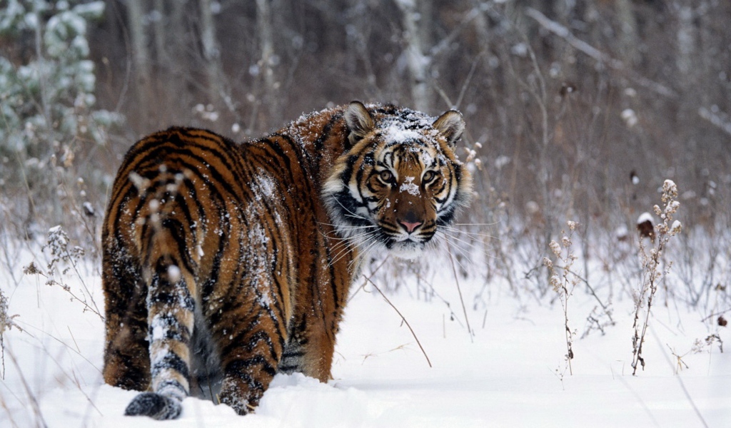 Забавный тигр в зимнем лесу