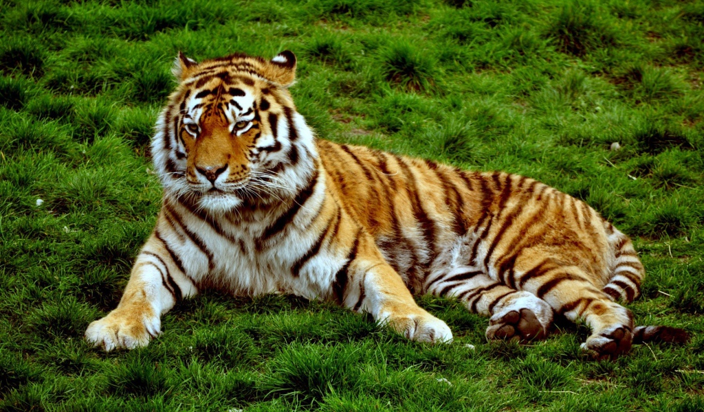 Хмурый тигр лежит на зеленой траве