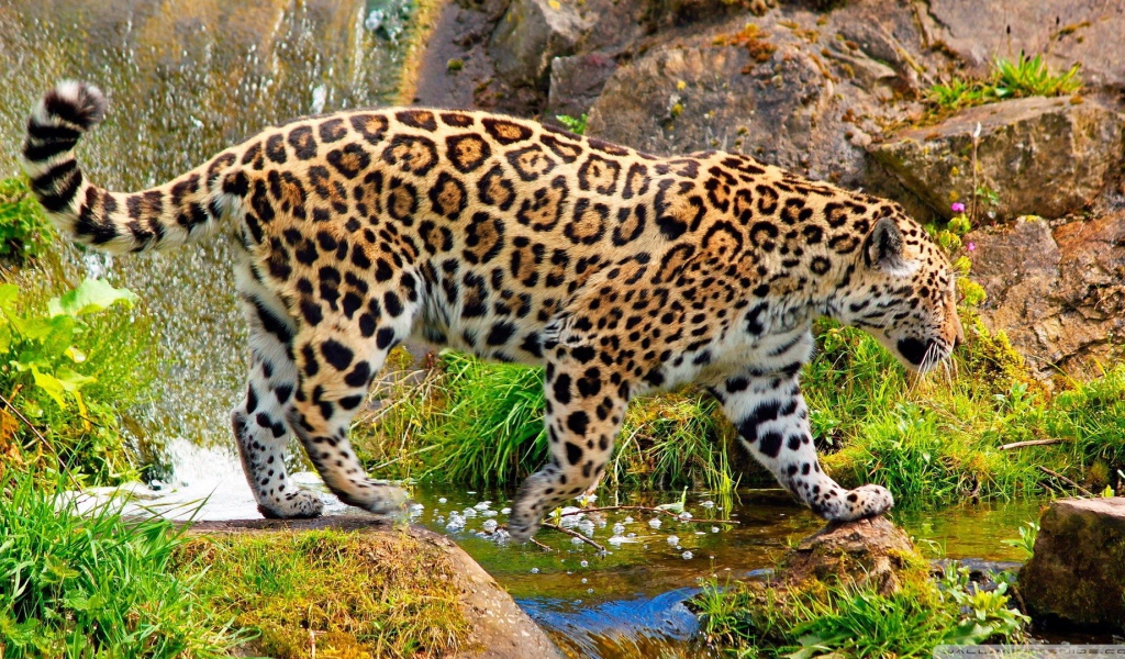 Ягуар у ручья