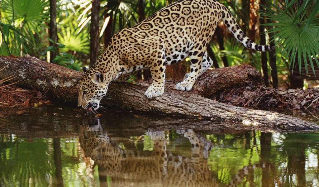 Ягуар пьет воду из реки