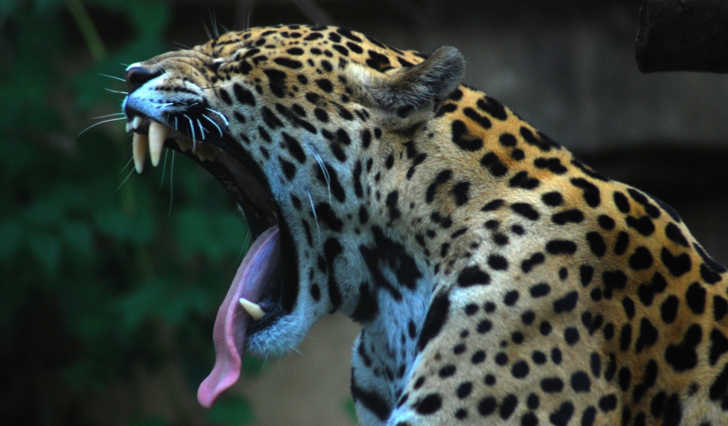 Ягуар сладко зевает