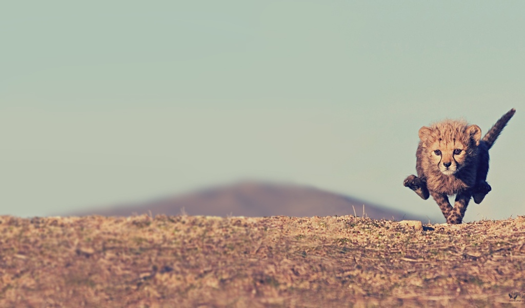 Малыш гепард бежит по саванне