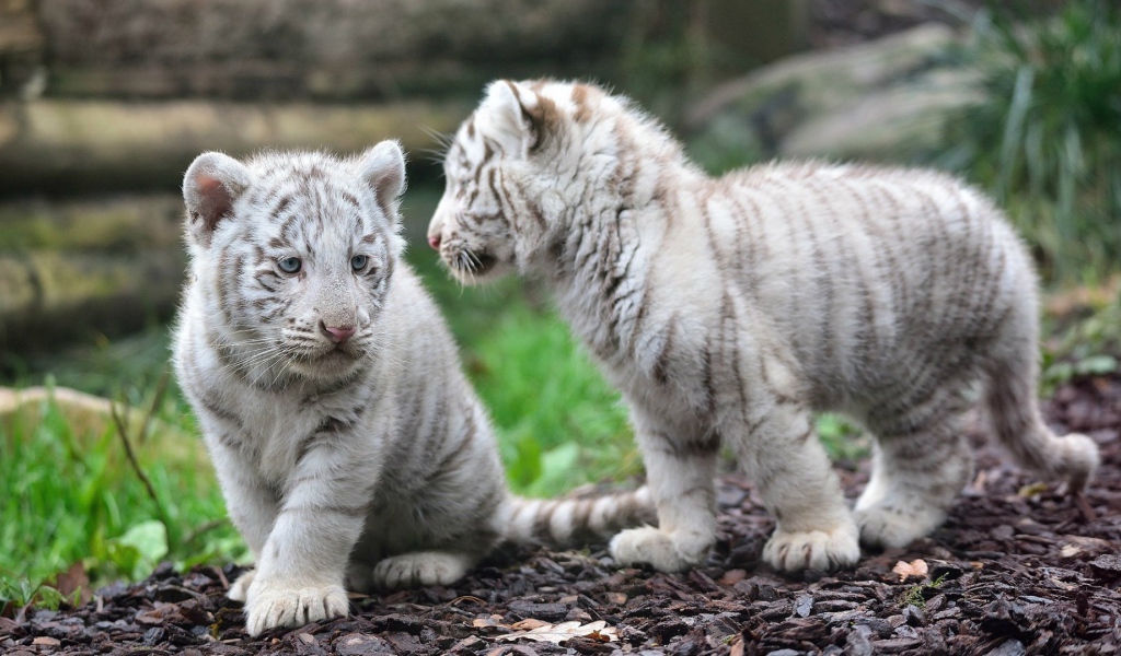 Котята белого тигра