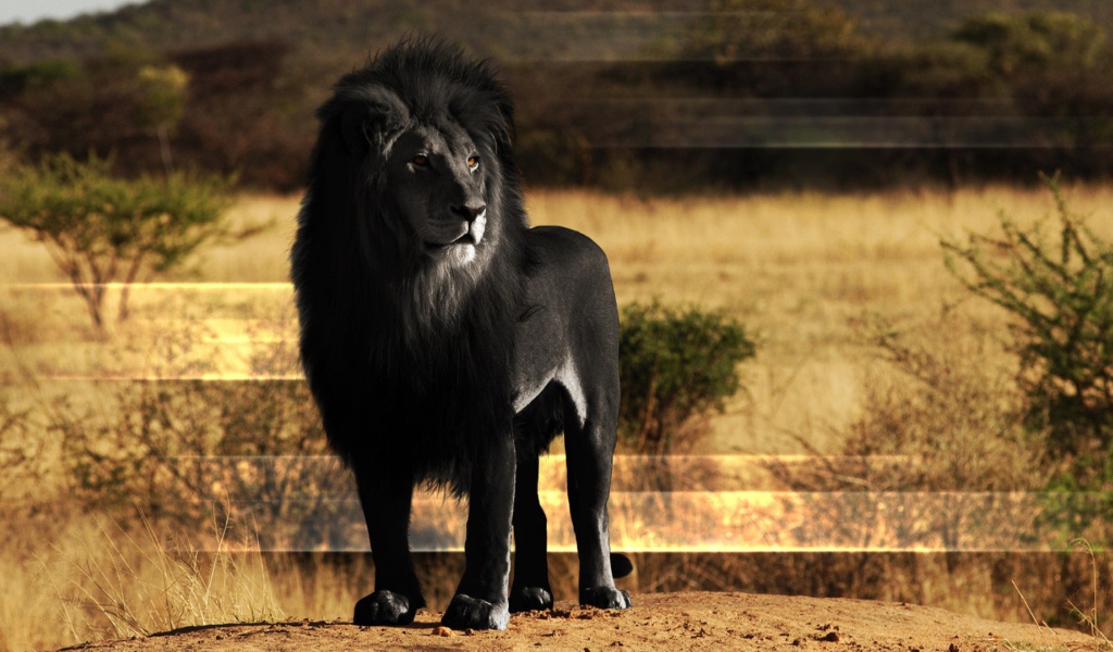 Лев черного цвета