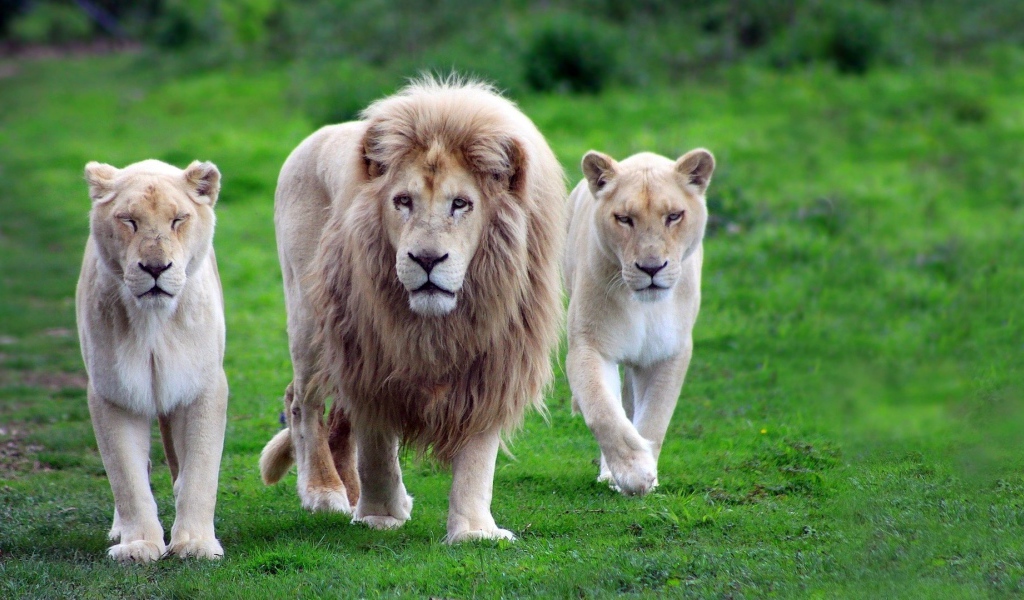 Лев со своими львицами