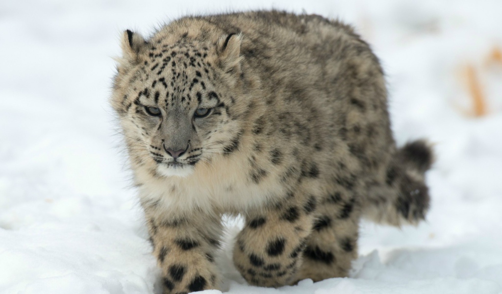 Барс идет по снегу