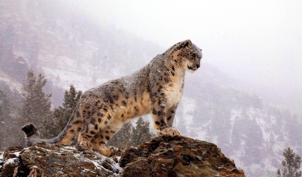 Барс на скале во время снегопада