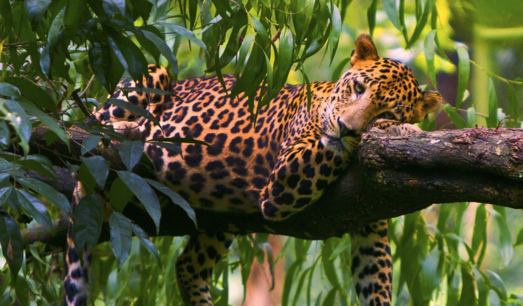 Леопард на ветке дерева