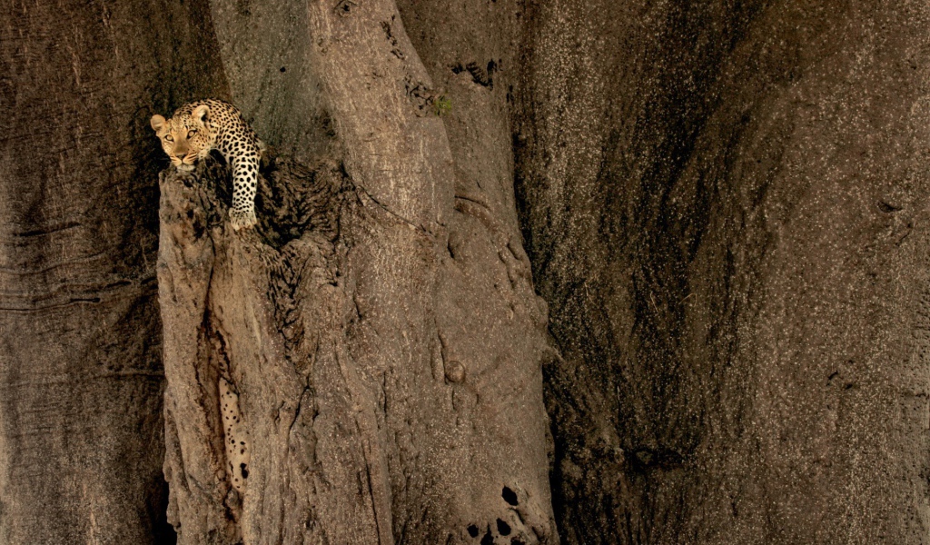 Леопард на неприступной скале