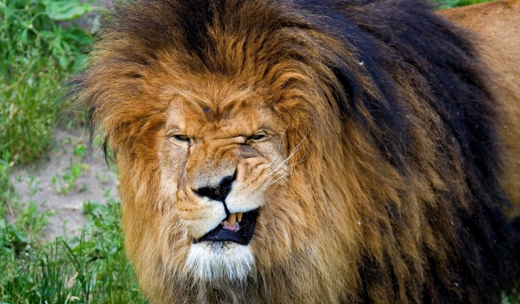 Лев прикусил язык