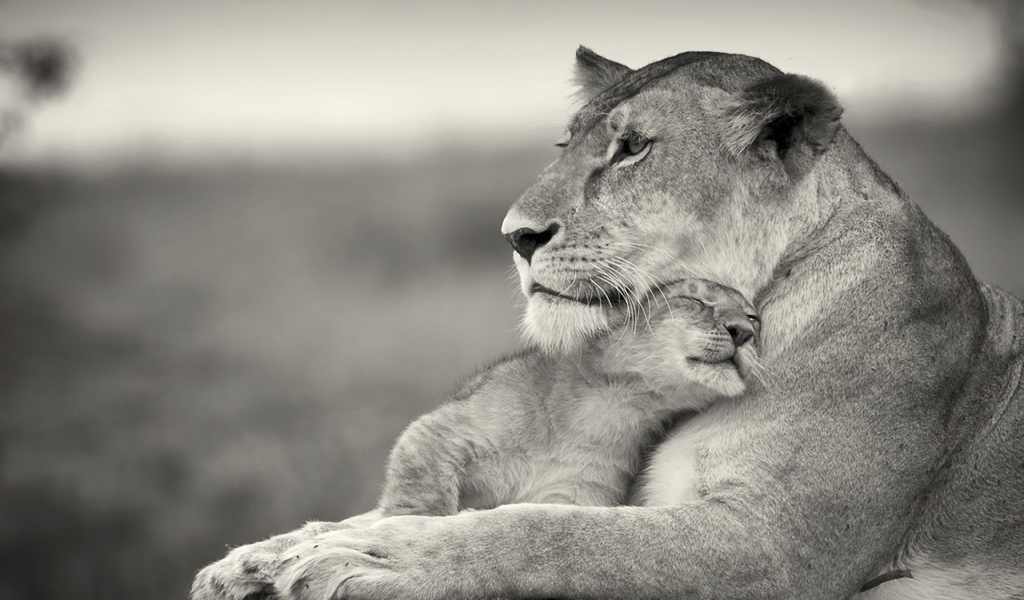 Львенок ласкается к маме львице