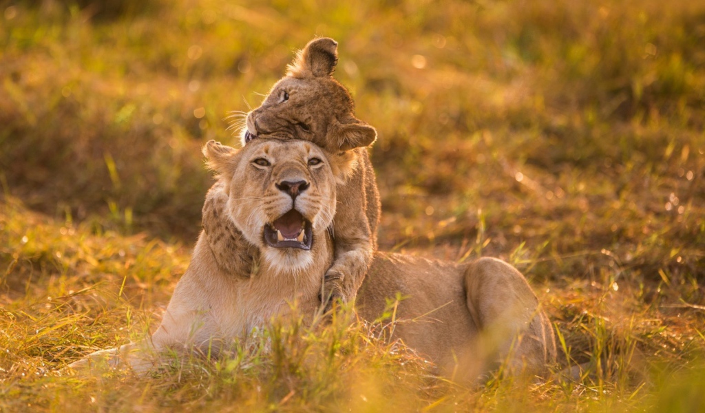 Львенок верхом на маме