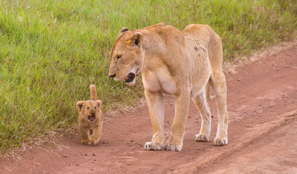 Львенок с мамой идут по дороге