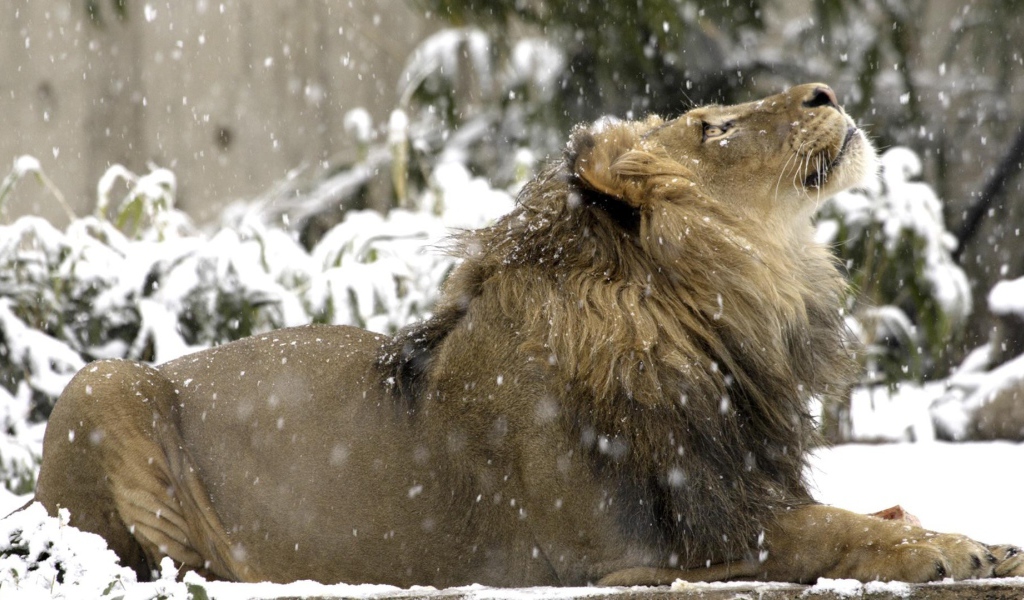 Лев на снегу