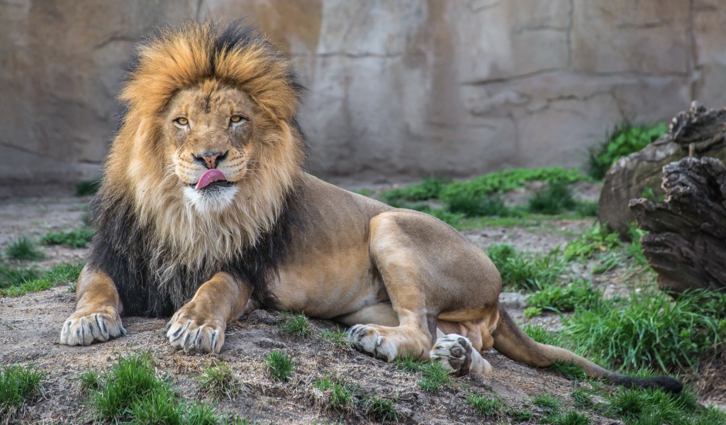 Лев в зоопарке облизывает нос