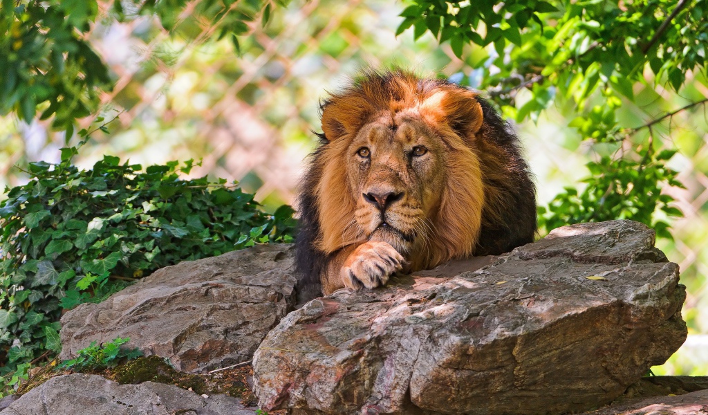 Лев лежит на валуне