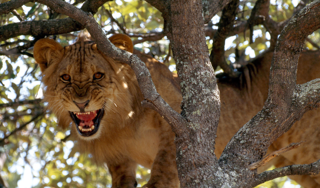 Лев рычит на дереве